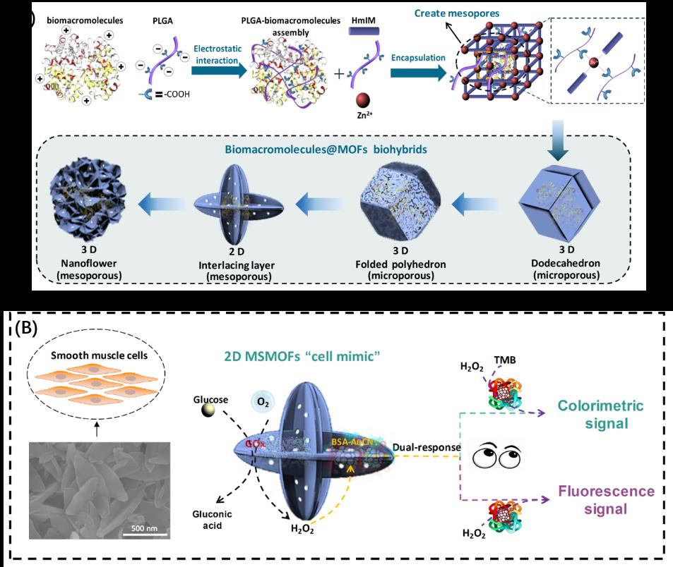 图1.（A）聚多肽导向的酶@ZIF-8杂交材料合成示意图；（B）葡萄糖双重响应的MOFs“人造细胞”